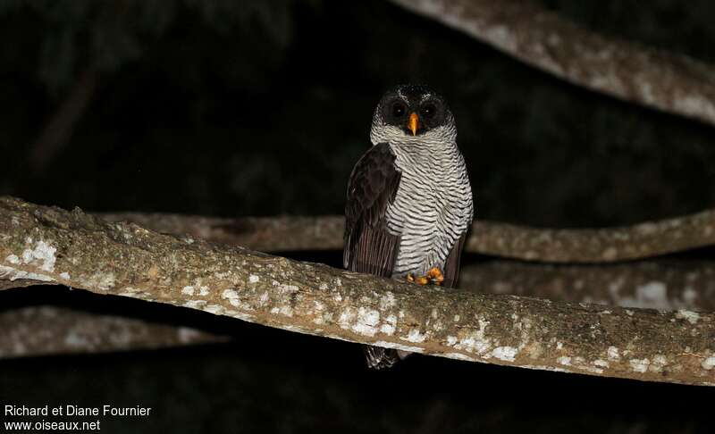 Black-and-white Owladult, identification