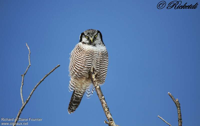 Northern Hawk-Owladult, Behaviour