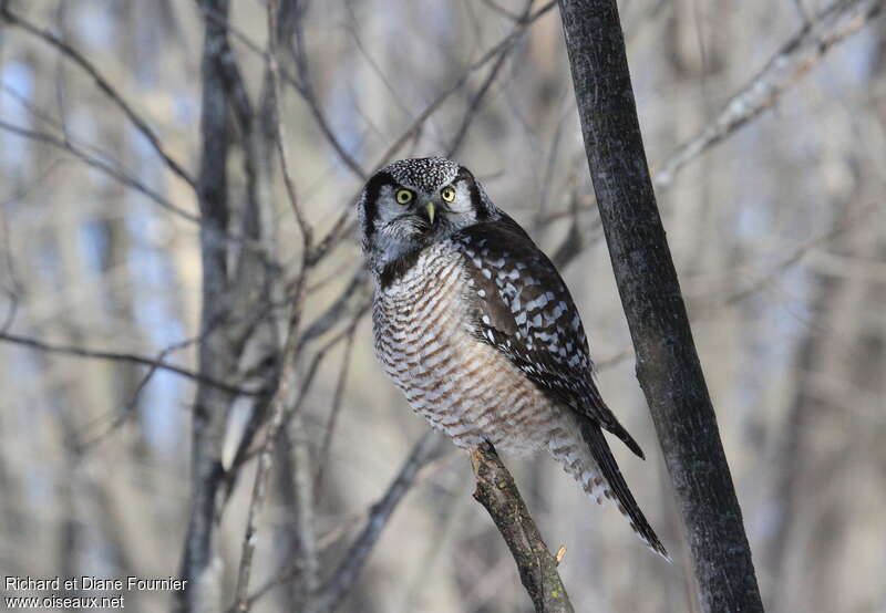 Northern Hawk-Owladult, identification