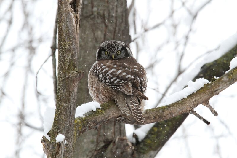 Northern Hawk-Owl