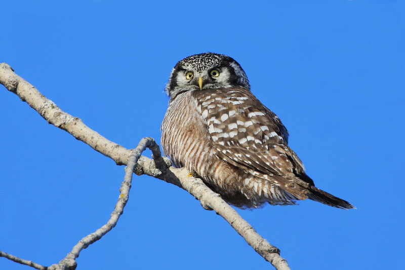 Northern Hawk-Owl