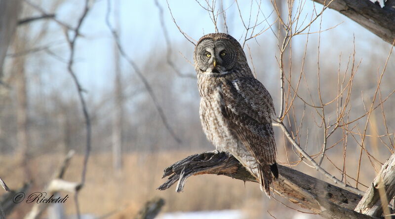 Great Grey Owl