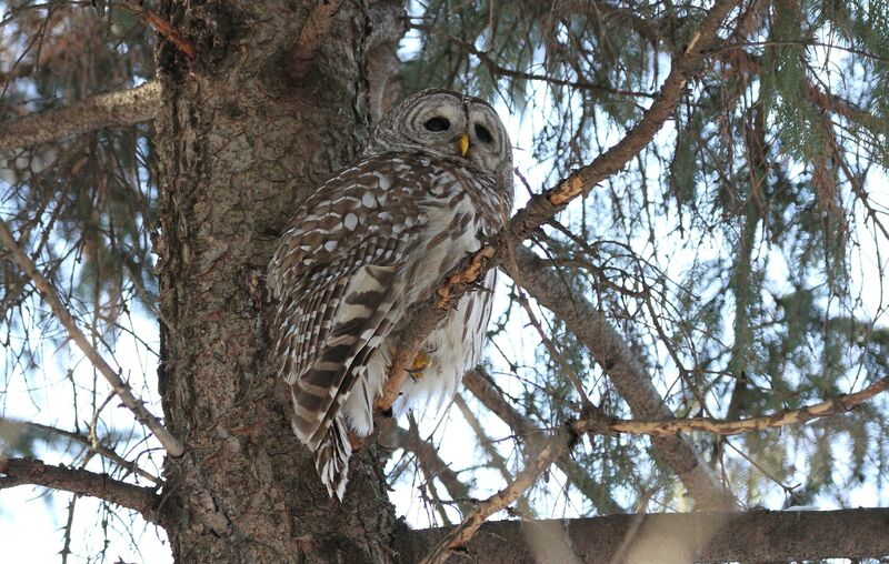 Barred Owl