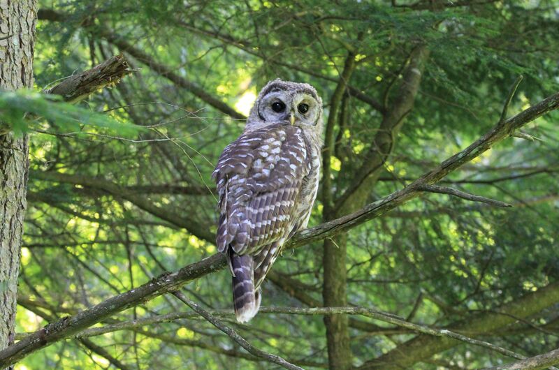 Barred Owl