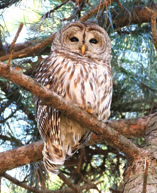 Barred Owl