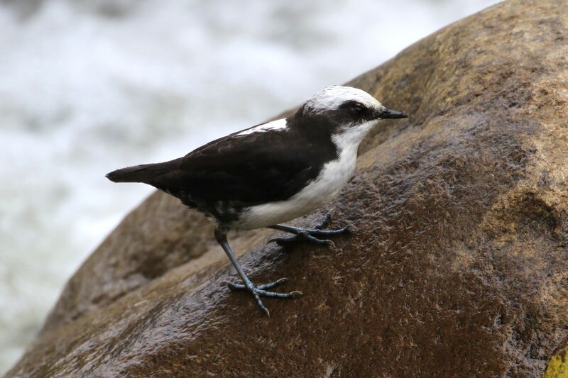 White-capped Dipper