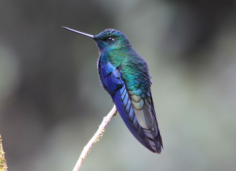 Colibri à ailes saphir