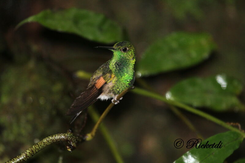 Colibri à épaulettes