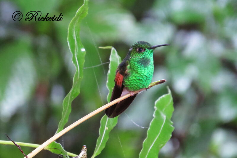 Colibri à épaulettes