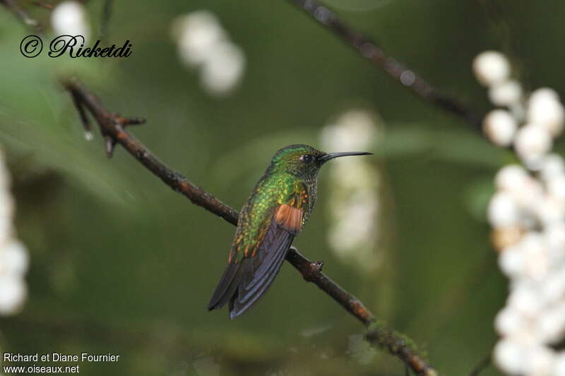 Colibri à épaulettes mâle adulte, identification