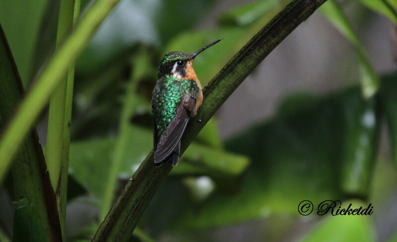 Colibri à gorge pourprée