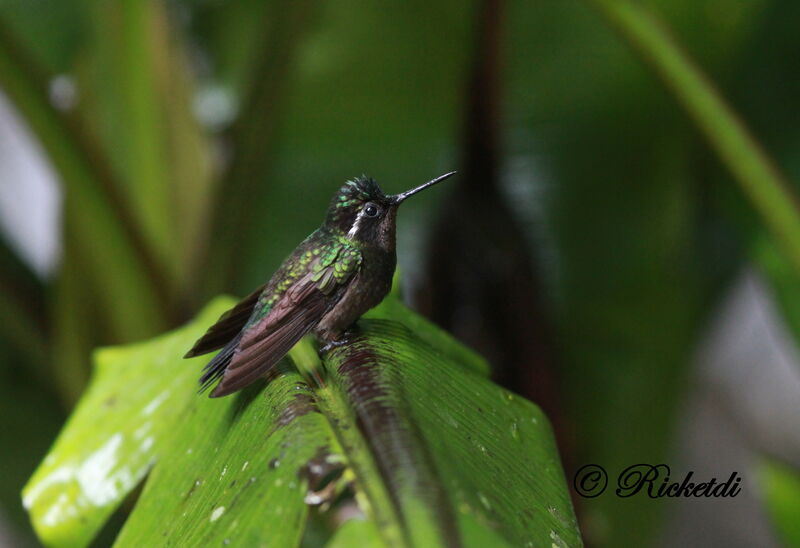 Colibri à gorge pourprée