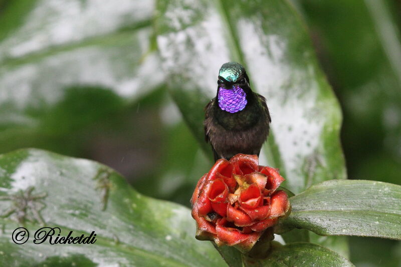 Purple-throated Mountaingem