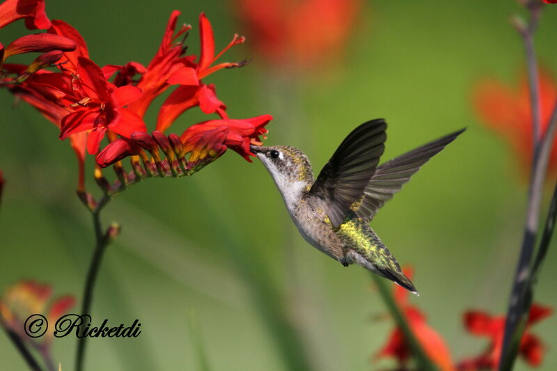 Ruby-throated Hummingbird