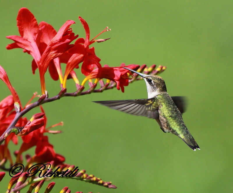 Ruby-throated Hummingbird