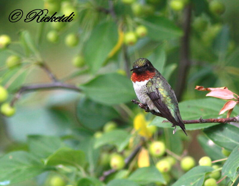 Colibri à gorge rubis mâle