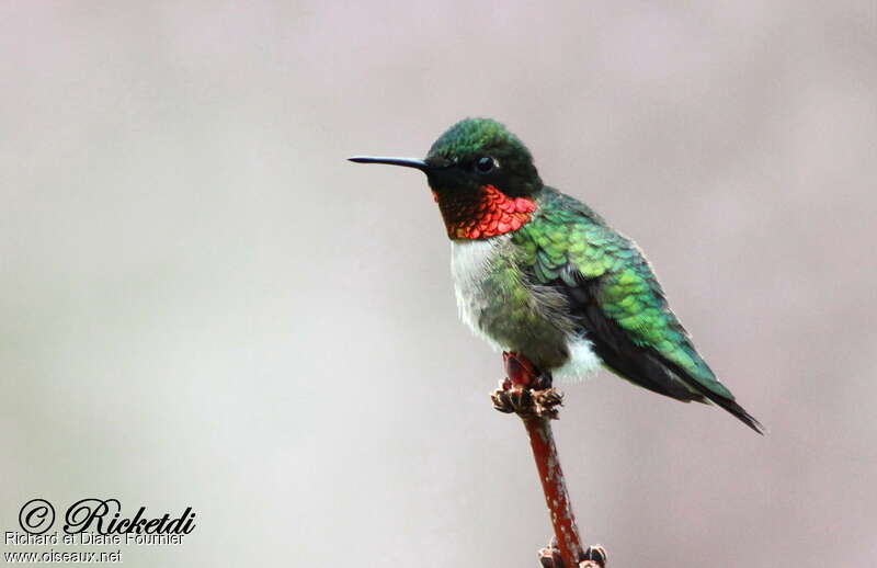 Ruby-throated Hummingbird male adult breeding, identification