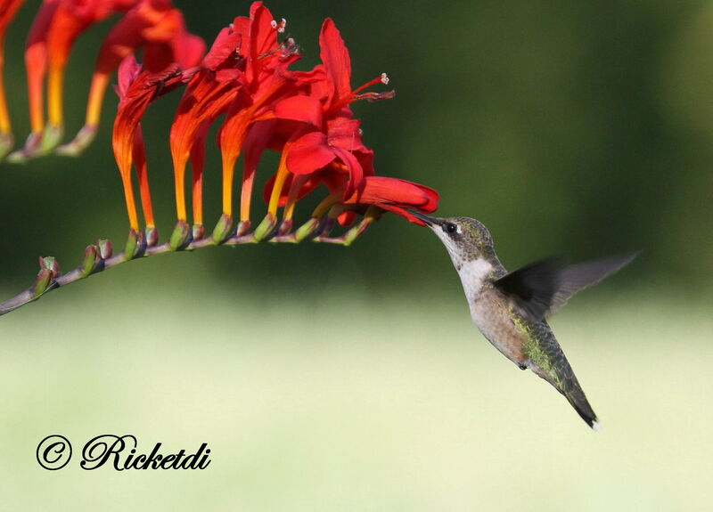 Colibri à gorge rubis