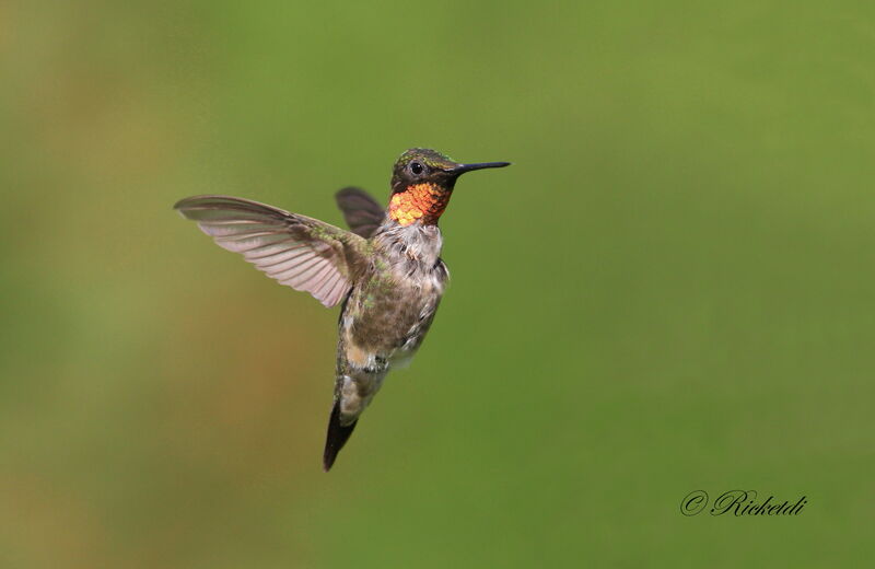 Ruby-throated Hummingbird male