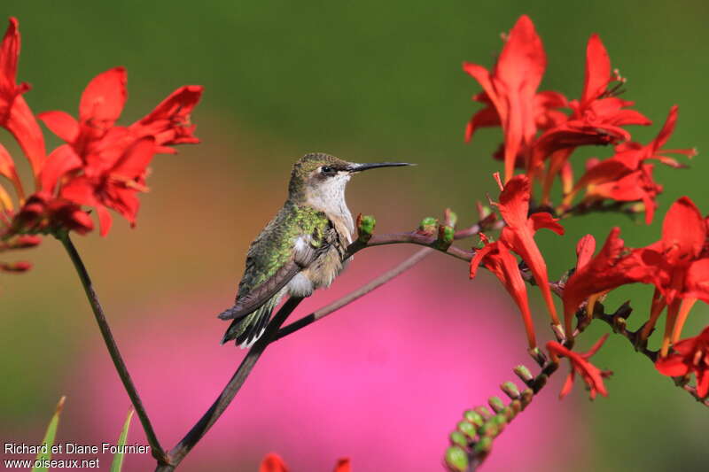 Colibri à gorge rubis femelle adulte, identification