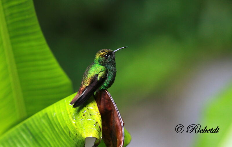 Colibri à tête cuivrée