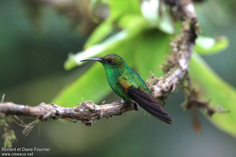 Coppery-headed Emerald