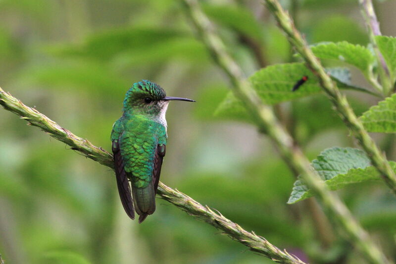 Colibri à tête cuivrée femelle