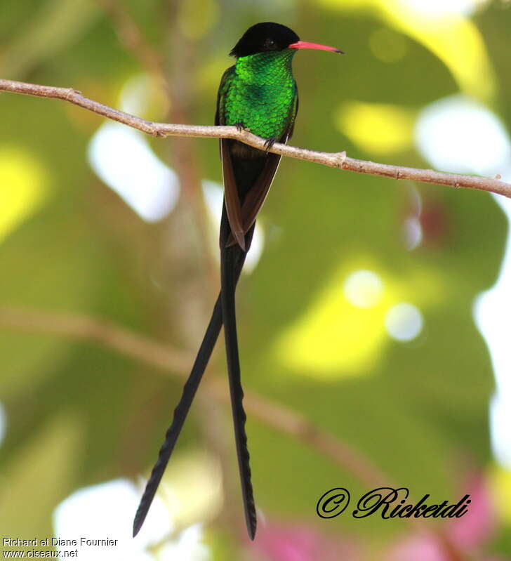 Colibri à tête noire mâle adulte, portrait, pigmentation