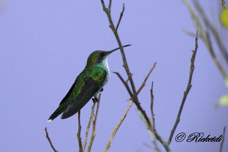 Colibri à tête noire femelle