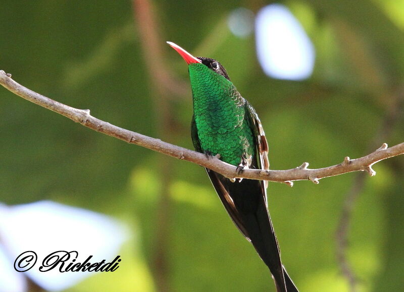 Red-billed Streamertail