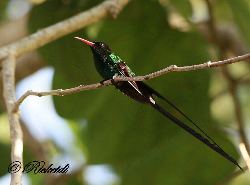 Red-billed Streamertail male