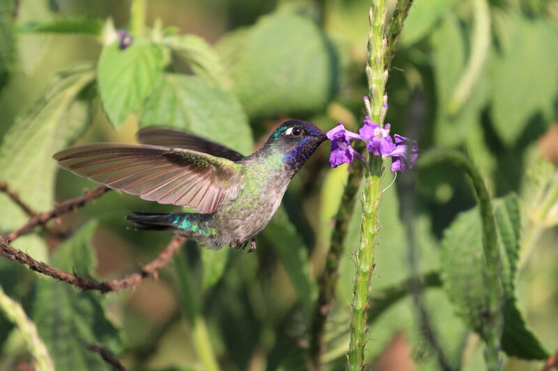 Violet-headed Hummingbird