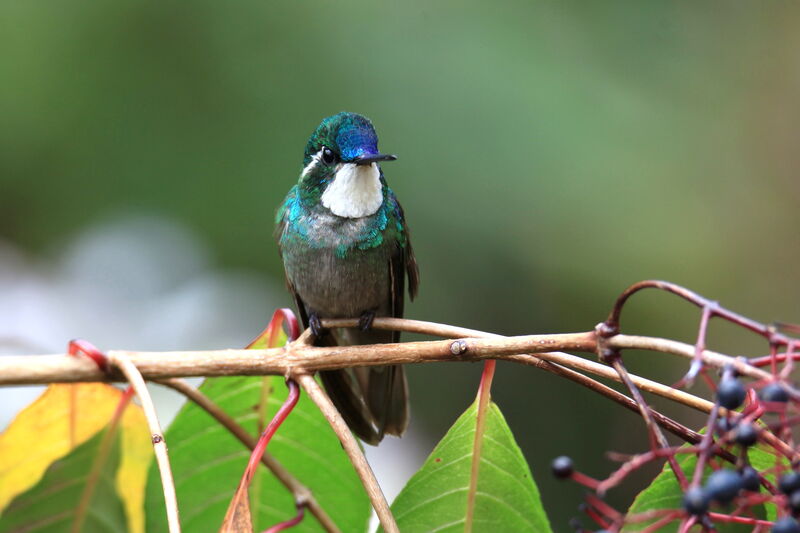 White-throated Mountaingem male