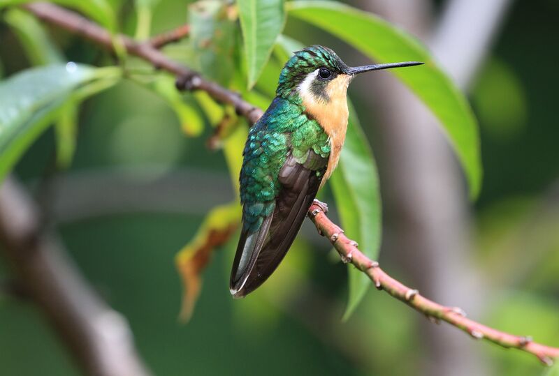 Colibri à ventre châtain femelle