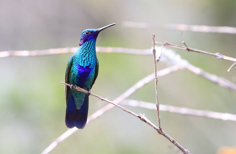 Sparkling Violetear male