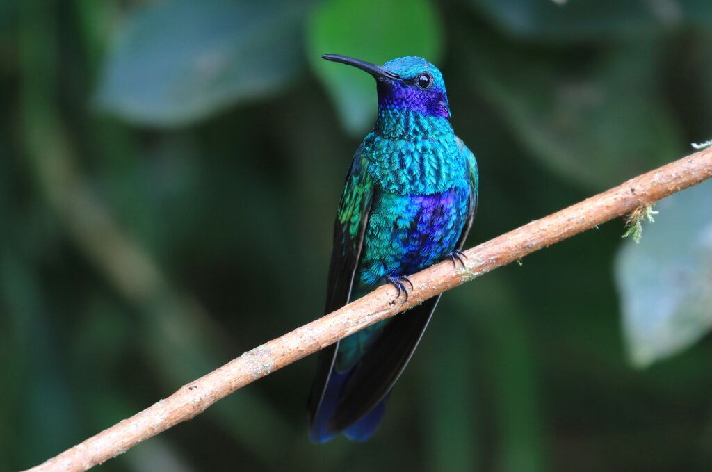 Colibri d'Anaïs