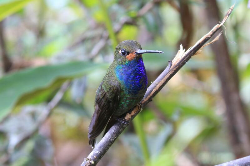 Colibri de Bouguer