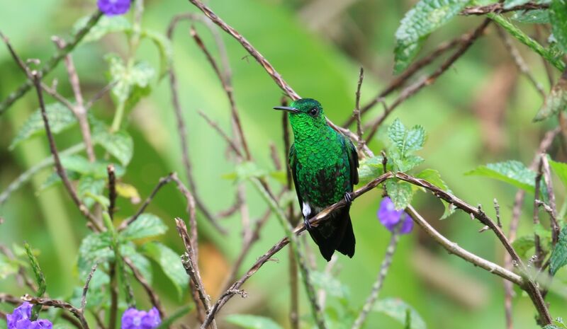 White-vented Plumeleteer