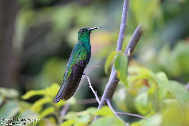 Colibri de Buffon mâle adulte, identification