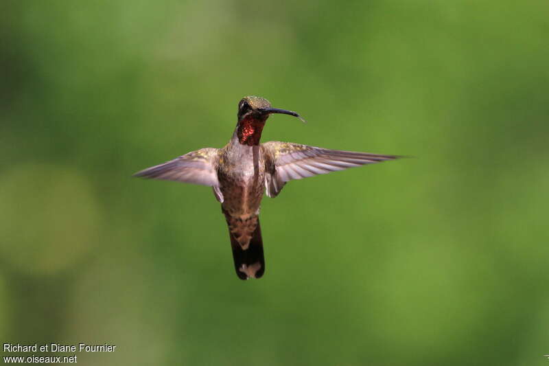 Plain-capped Starthroatadult, pigmentation, Flight