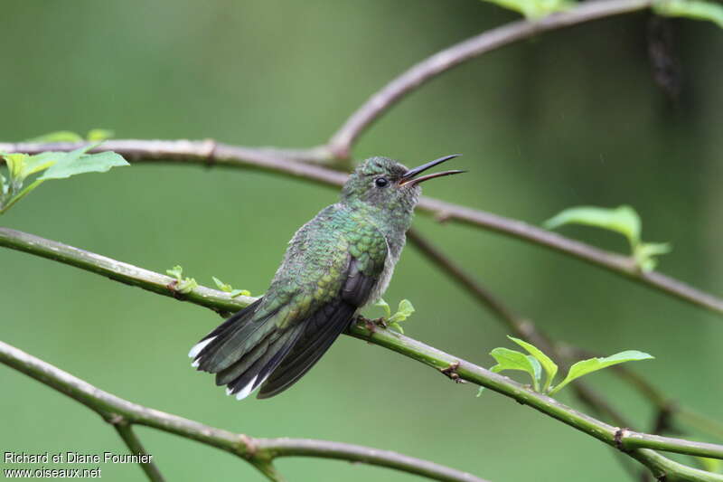 Colibri de Cuvieradulte