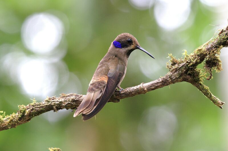 Colibri de Delphine