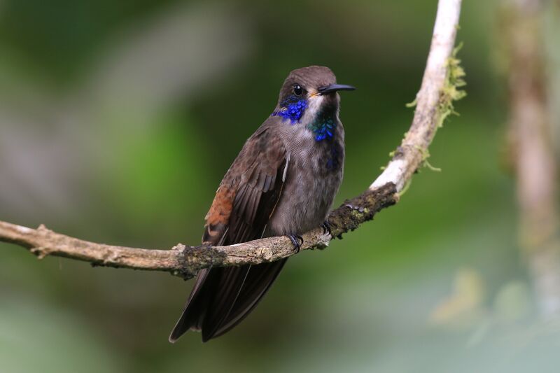 Colibri de Delphine