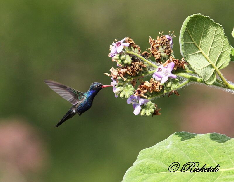 Colibri de Doubleday