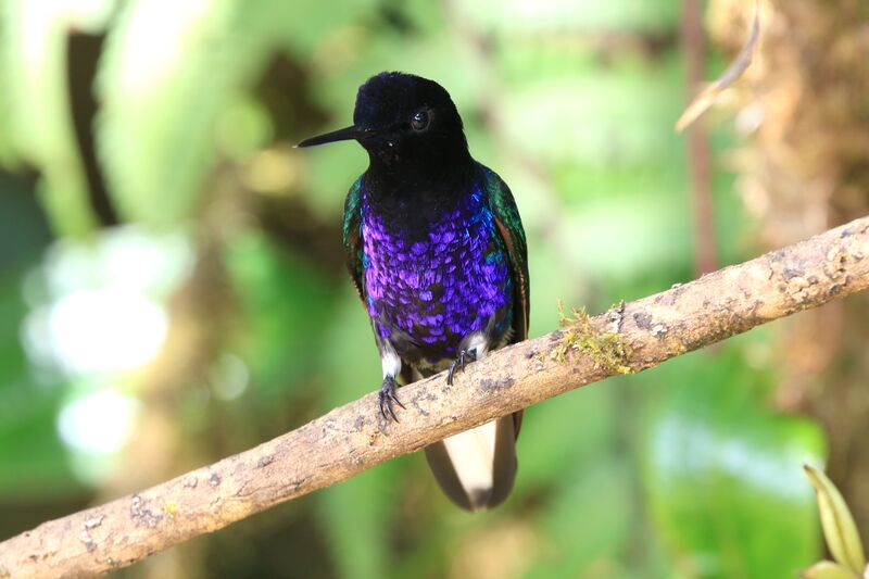 Velvet-purple Coronet