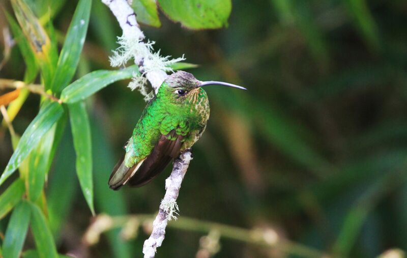 Colibri de Lafresnaye femelle