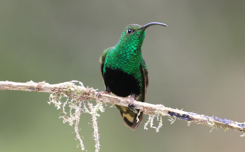 Colibri de Lafresnaye