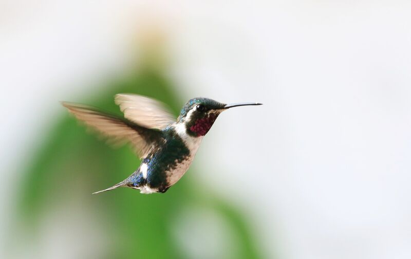 Colibri de Mulsant