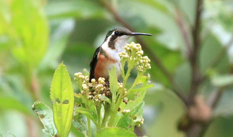 White-bellied Woodstar female