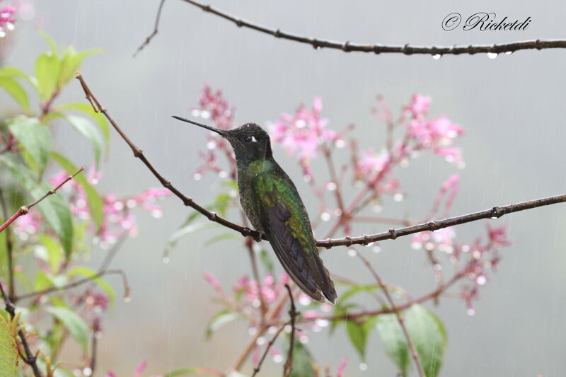 Colibri de Rivoli